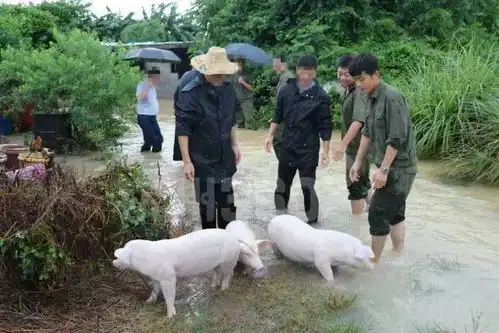 这只火爆网络的猪,原来是广西的它最后
