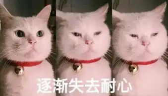 哇哇哇好看死了丨继宜家之后,日本匠人再度打造宠物家具

