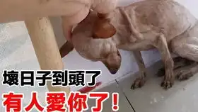 金毛今天表情包
