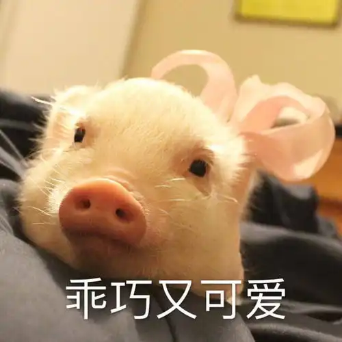 吸猪吸猫日常表情包,你们最常用哪个表情包知乎
