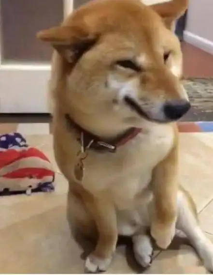柴犬听见主人骂它,立马做出贱贱的表情还模仿招财猫主人别生气
