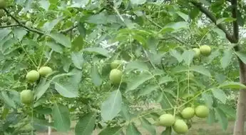 嫁接的核桃到底能不能盘红
