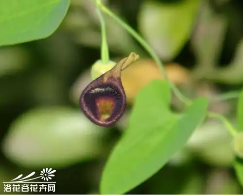 天仙藤图片
