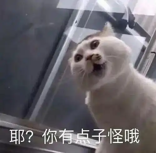 我很拽的像楚雨荨附体一般和面试官讲话
