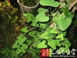 丽江青木香
