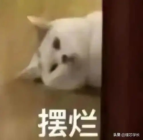 分享摆烂系列表情包,不仅有点傻傻的还很可爱
