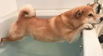 什么情况下不能给狗狗洗澡
