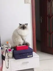 猫咪真的很容易气呼呼啊这可怎么办好
