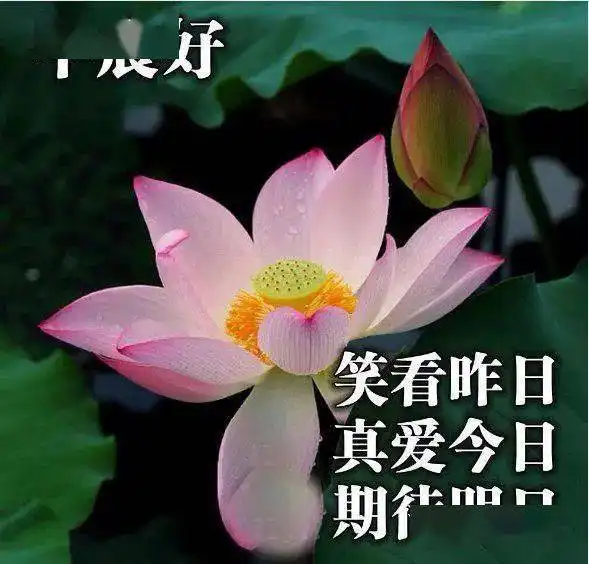 1月8日清晨最温馨的早安祝福语句,微信早上好问候表情图片