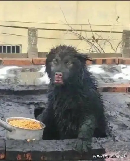 千万不要喝醉了酒带狗子去剃毛,不然就醒了就会像这样.....
