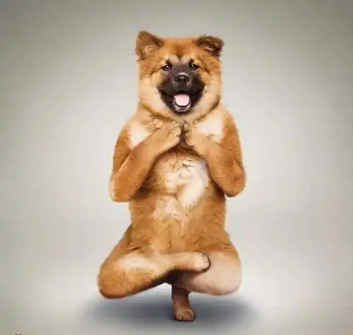 动物瑜伽超级搞笑拼了美文摘抄

