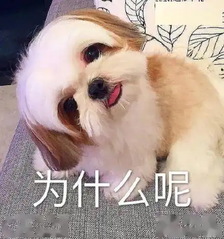 表情包猫咪版假装下线
