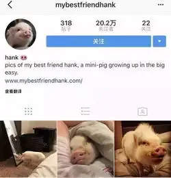 救灾中的微笑猪你们救我难道是为了表情包

